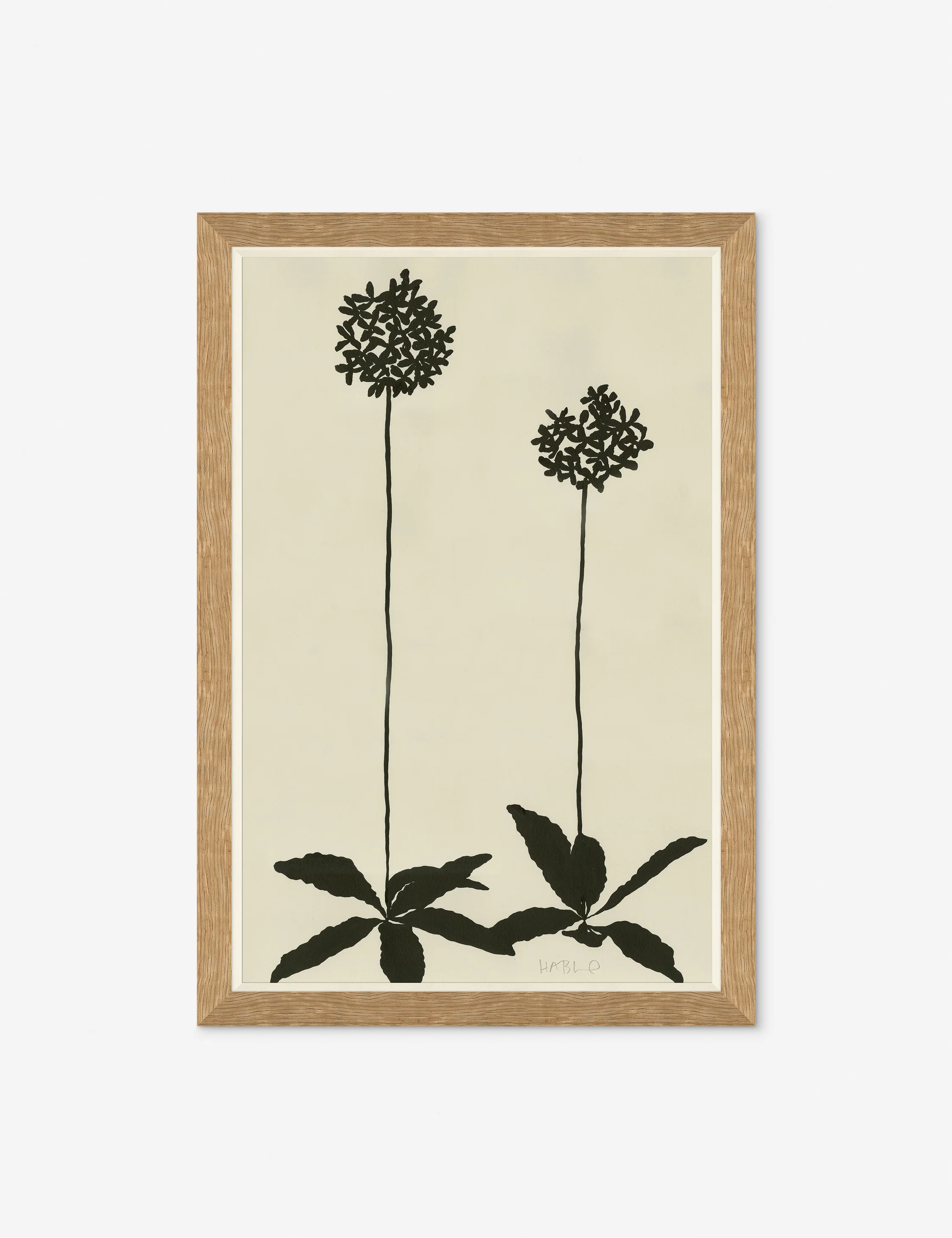 Allium By Susan Hable