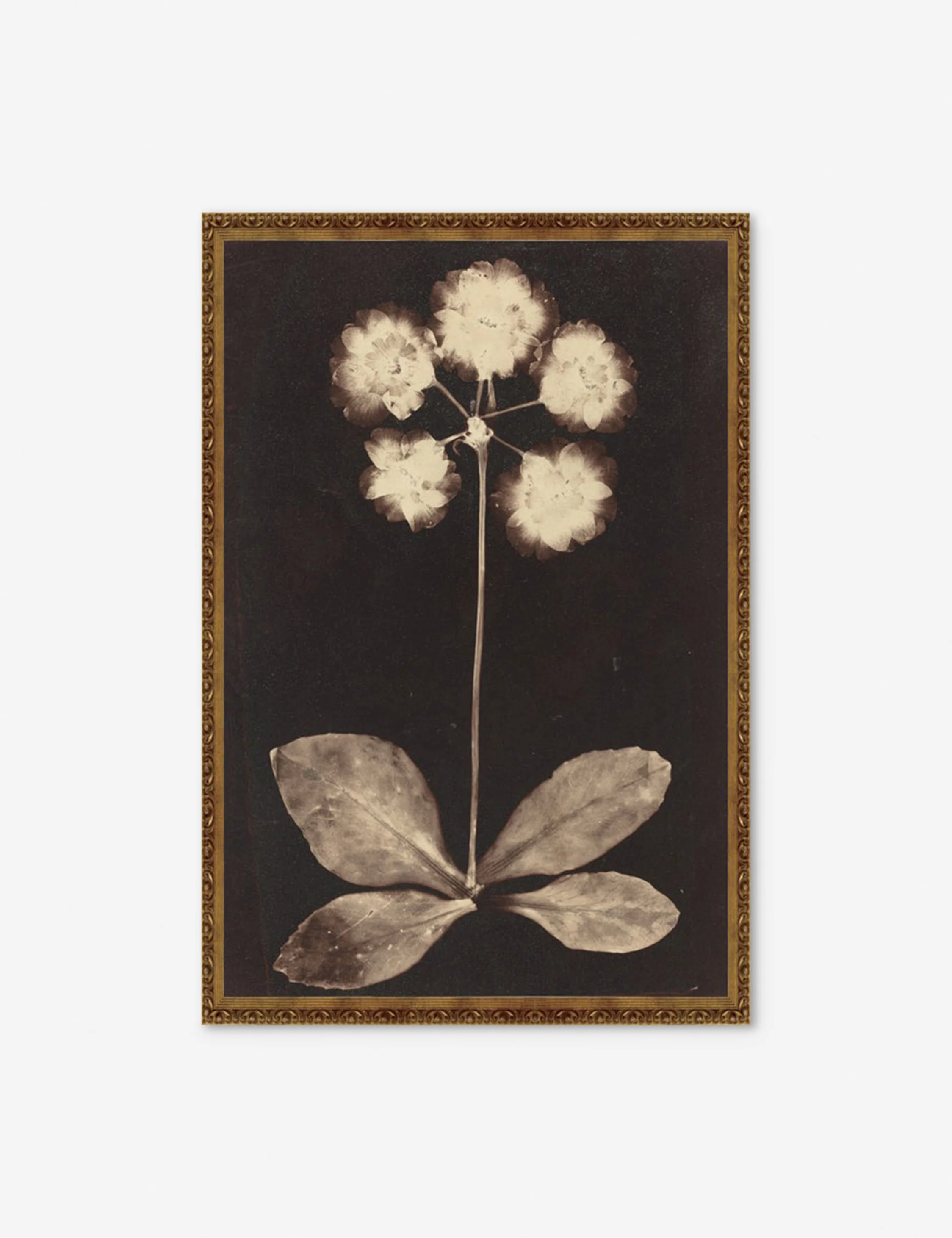 Botanical Photogram Print - Image 2