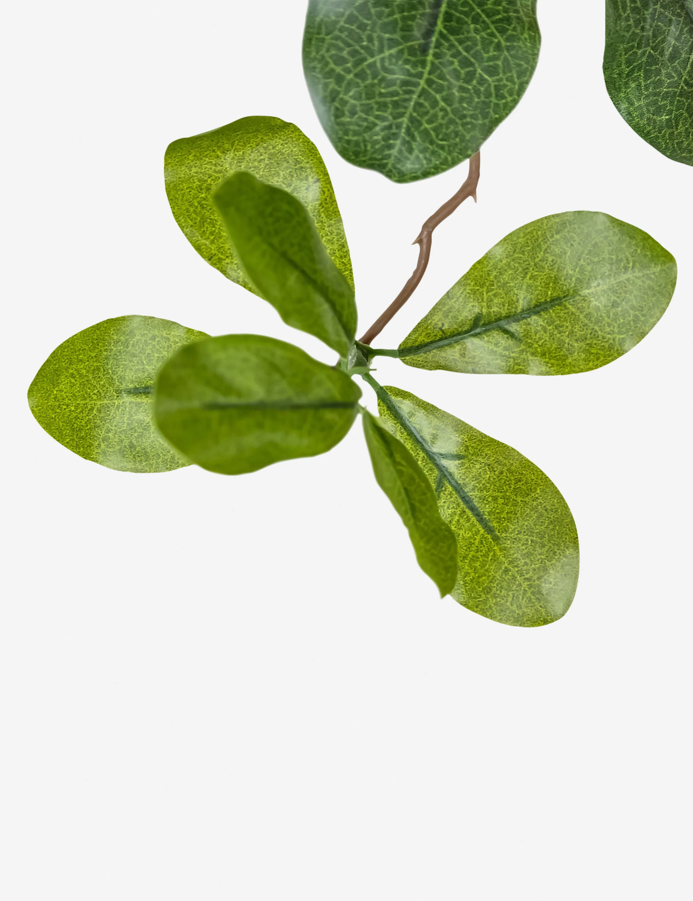 Faux Aralia Tree - Image 9