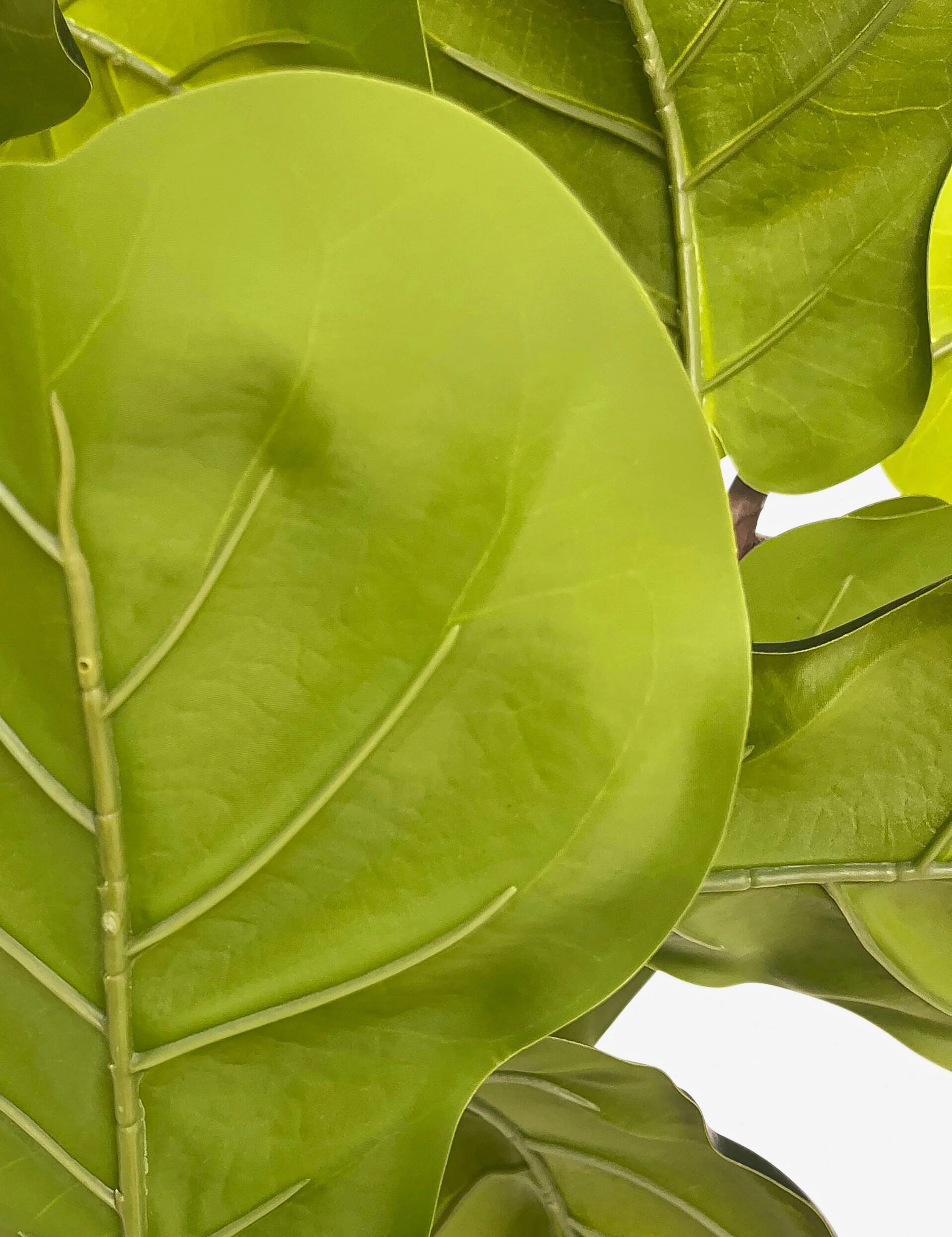 Faux Fiddle Leaf Tree - Image 9