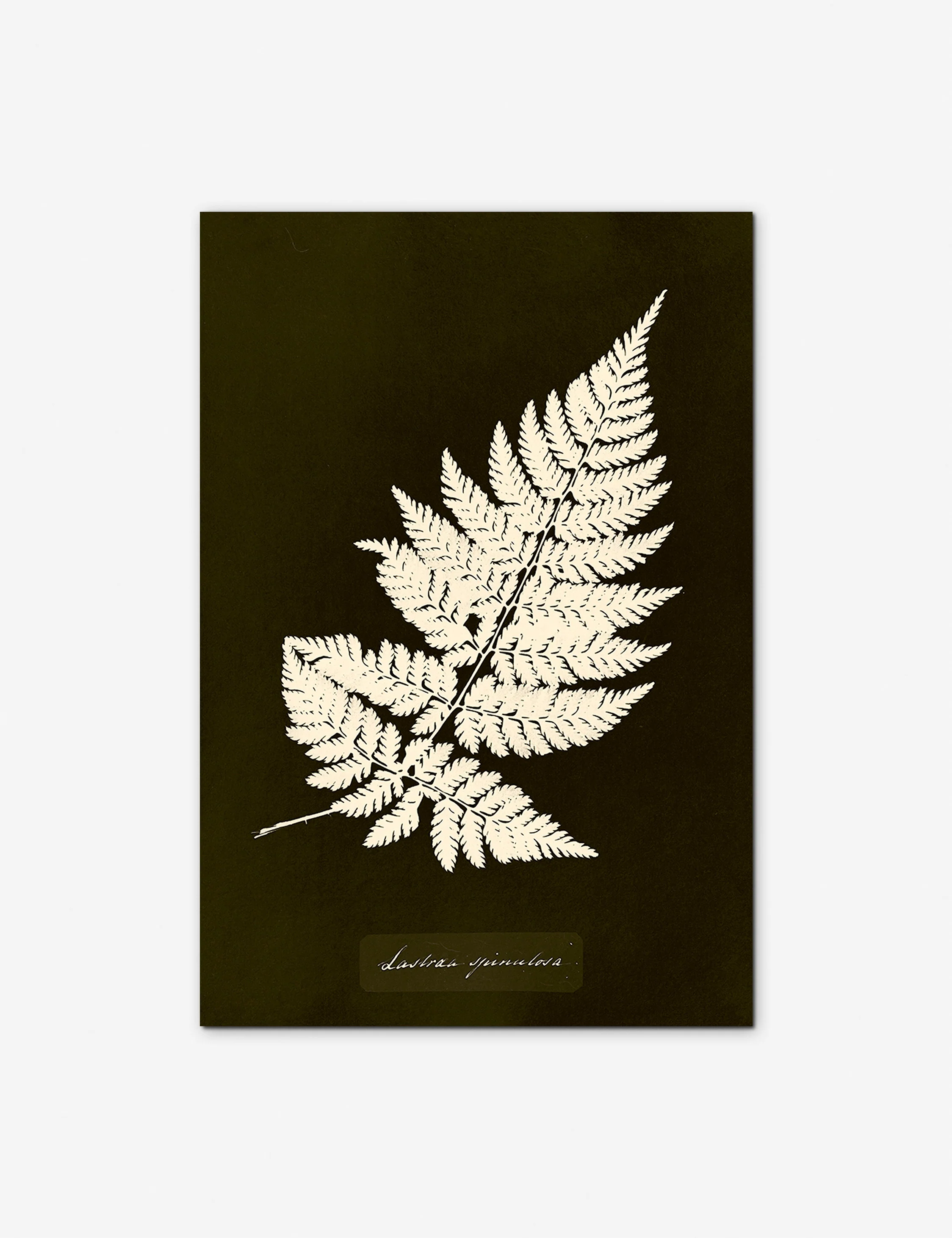 Lastrea Spinulosa Print by Anna Atkins - Image 2