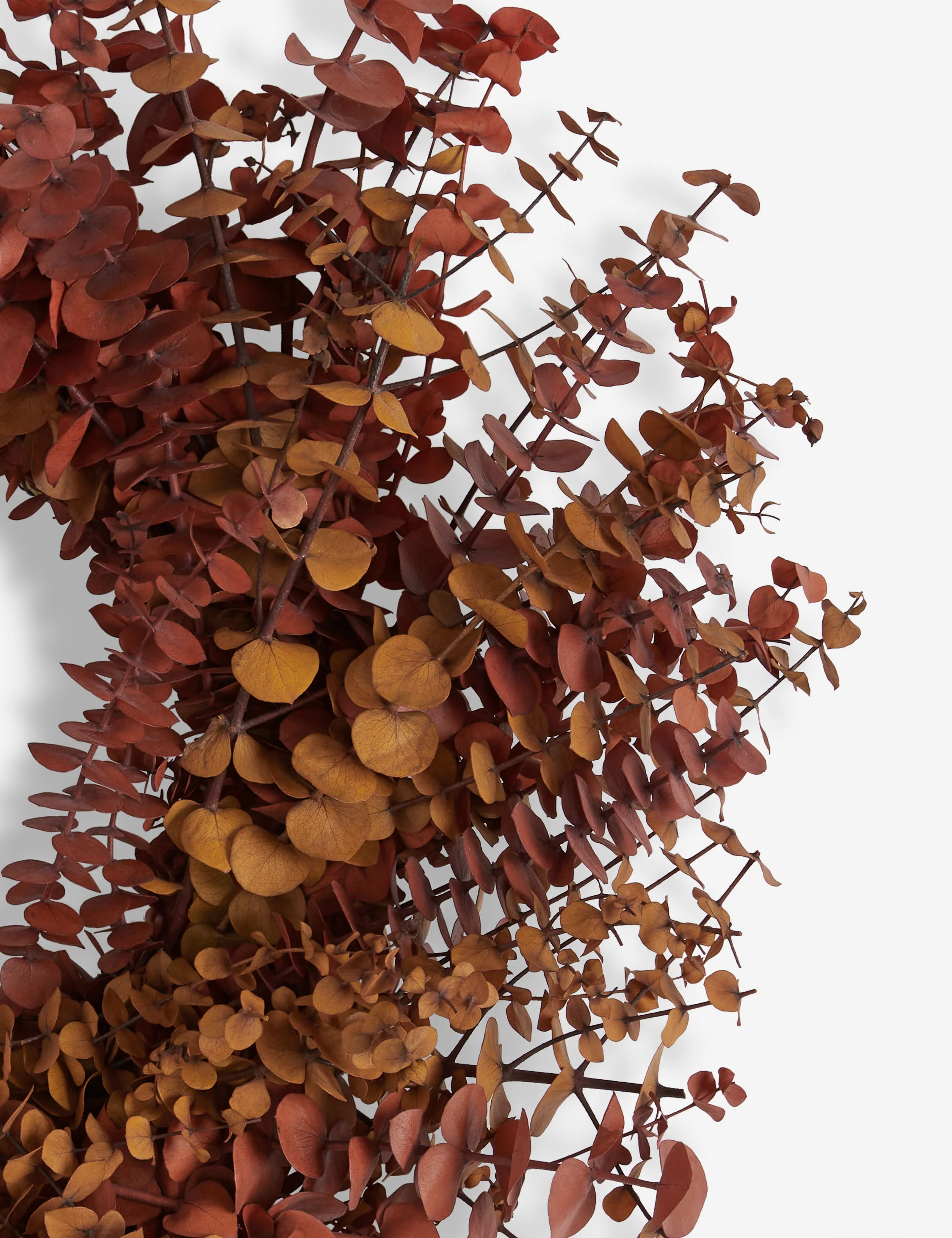 Mixed Eucalyptus Preserved Wreath - Image 2